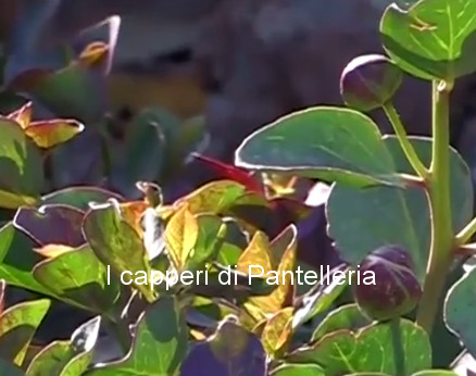 I capperi di Pantelleria